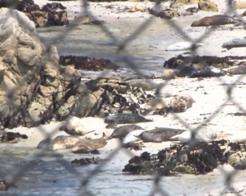 Study looks to construction noise as reason for Seal population decrease