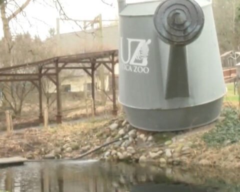 Missing Utica Zoo Beaver 'Cauliflower' Struck, Killed by Car