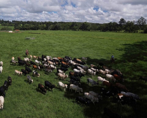 Brazil April beef exports to the US soar despite new tariffs, beef lobby says