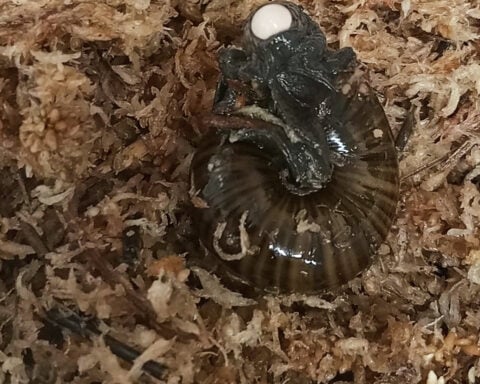 A rare New Zealand snail is filmed for the first time laying an egg from its neck