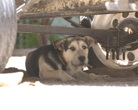 Social media post showing dog in dumpster raises concern among animal advocates