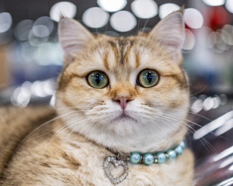 China's Baidu looks to patent AI system to decipher animal sounds