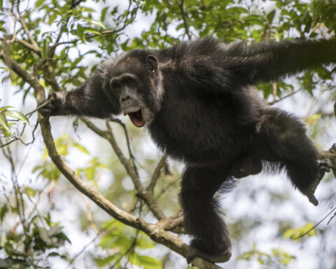 Chimpanzees drum with regular rhythm when they beat on tree trunks, a form of ancient communication