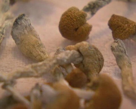Startup hopes to be at forefront of psilocybin cultivation and treatment