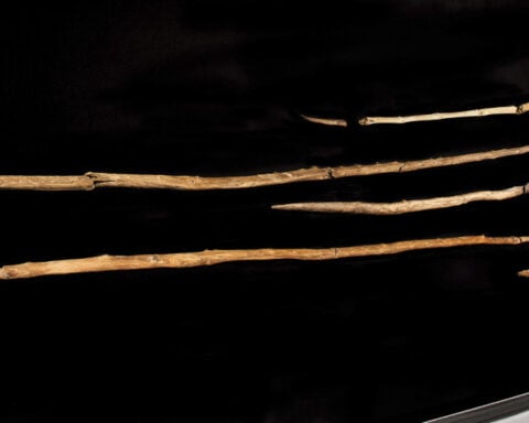 Ancient wooden spears found in Germany may have been wielded by Neanderthals, a new study suggests