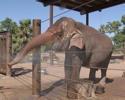 Indu, the Phoenix Zoo's 59-year-old Asian elephant, has died