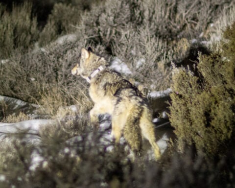CPW Commissioners approve another wolf depredation claim while tabling another