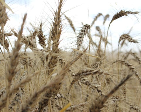 China buys Canadian, Australian wheat as heat hits crop, traders say