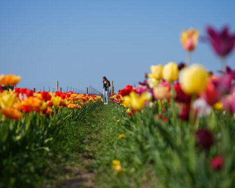 Tariffs could take the bloom off Mother’s Day flowers