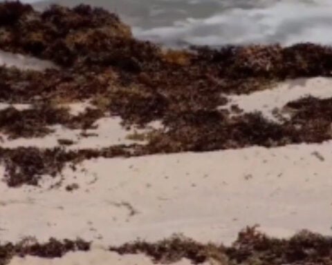 Scientists say seaweed season may be worst ever for Florida beaches