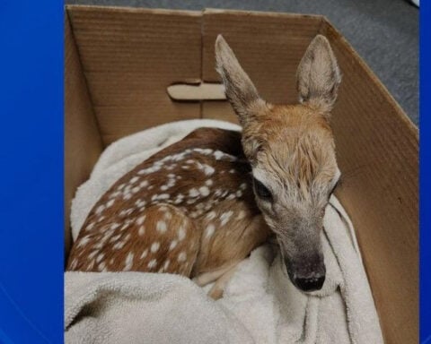 Police rescue newborn fawn after car-deer crash