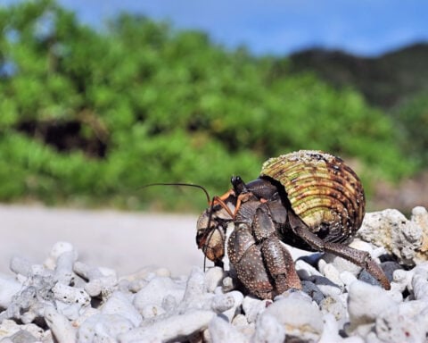 Three Chinese nationals arrested in Japan after thousands of protected hermit crabs found in suitcases
