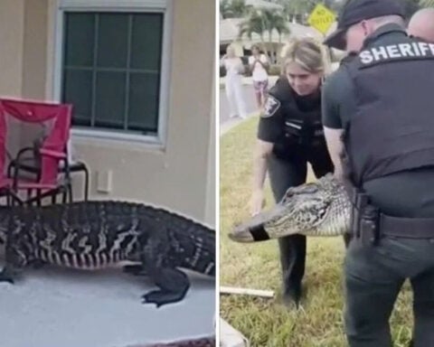 Video shows alligator "knocking" at front door of Florida home during mating season