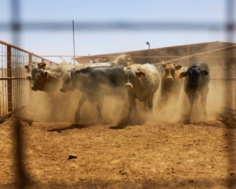 US suspends Mexican cattle, horse and bison imports over screwworm pest