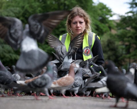 Pigeon rescue crew find peace in tending London's flocks