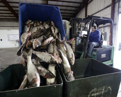 Great Lakes' $7 billion fishing industry may get a reprieve from the great carp invasion after all