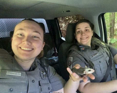 Baby opossum trapped in pond netting rescued in North Carolina
