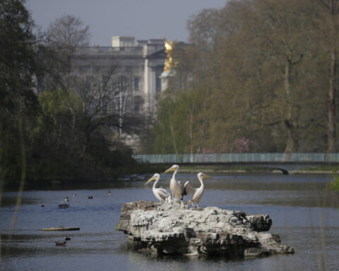 Giant lily pads and a bronze tree are among designs for Queen Elizabeth II's memorial