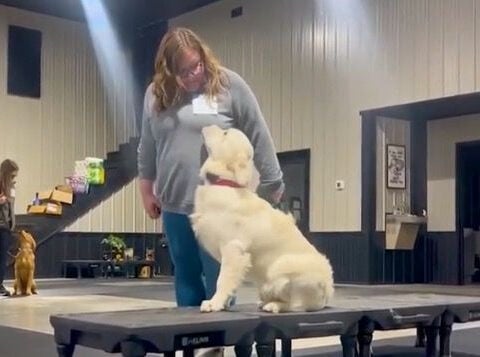 Therapy dog in training hopes to spread 'paw-sitivity' for Iowa nonprofit