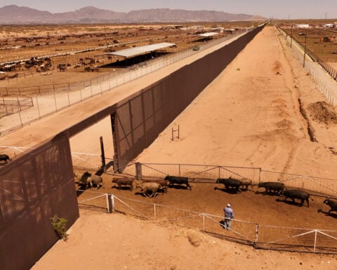 Cattle futures surge over US halt to Mexican cattle imports