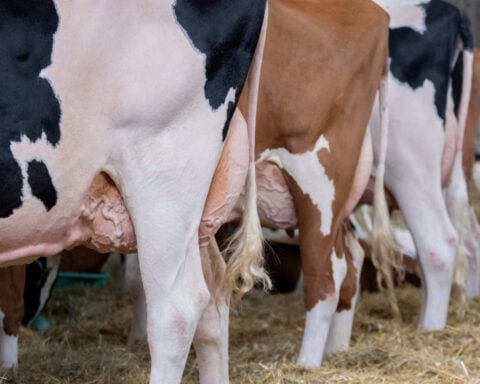 Staff exodus at US farm agency leaves fewer experts to battle bird flu