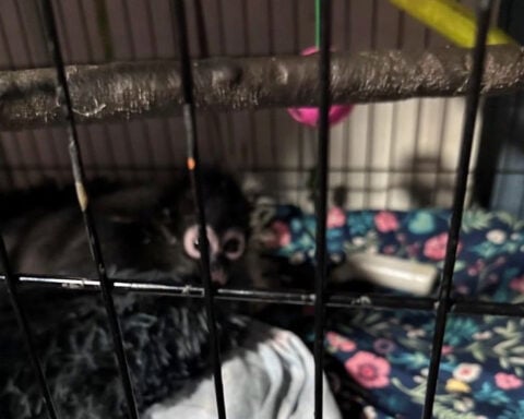 California traffic stop leads to officers rescuing spider monkey, again