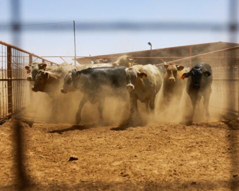 Mexico to tighten cattle flows from south, rules out shutting border over screwworm