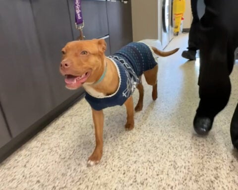 Dog suffers severe burns, vet believes it's tied to similar case, DACC says otherwise