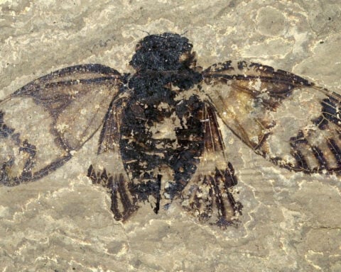 Newly named ancient cicada fossil is so well preserved you can see the veins in its wings