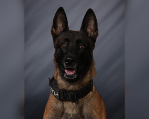 Bite incident results in death of K9 Ace, off-duty officer injured