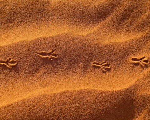 This extraordinary desert country has long been difficult for tourists to visit. That’s all changing