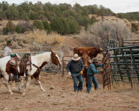 US cattle producers have started rebuilding herds, or will soon, Tyson Foods CEO says