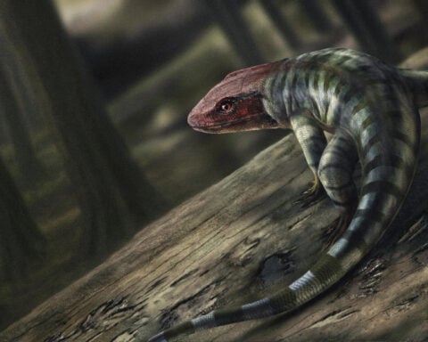 How ancient reptile footprints are rewriting the history of when animals evolved to live on land