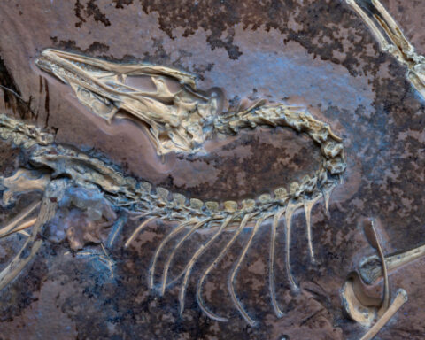 Chicago museum's fossil yields insights on famed early bird Archaeopteryx