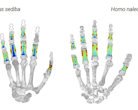 Early human ancestors used their hands to both climb trees and make tools, new study shows