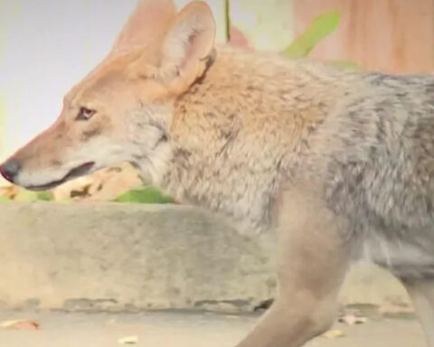 California proposal to ban killing coyotes draws mixed reactions