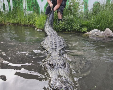 Alligator that starred in 'Happy Gilmore' dies of old age in Colorado