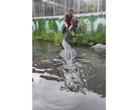 Alligator that starred in 'Happy Gilmore' dies of old age in Colorado