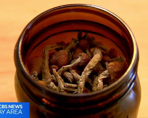 UC San Francisco's psilocybin therapy shows promise for Parkinson's patients