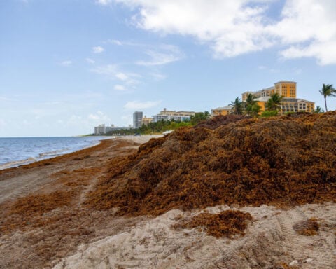 31 million tons of supercharged seaweed is creeping toward beaches in Florida and around the Caribbean