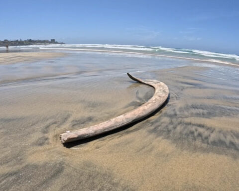 City removes whale carcass from La Jolla Shores