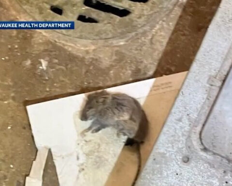 Rodent droppings found in Milwaukee school kitchen