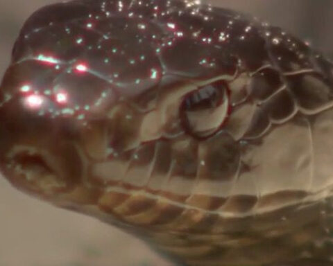 Central Florida zoo program returns indigo snakes to North Florida wild
