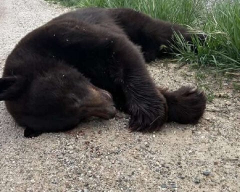 Bear struck, killed by vehicle near Bear Lake