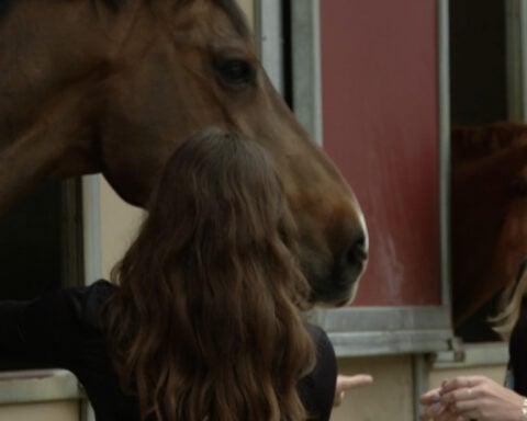 'I find the animals extremely therapeutic' | Miami University students find calm with equine therapy