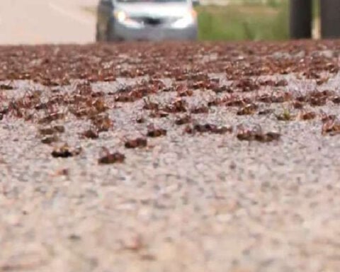 Mormon crickets take over Holden and Fillmore area