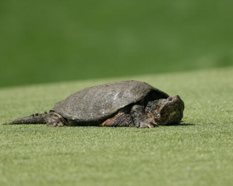 PGA Championship: The world’s best golfers struggle in opening round with an unlikely name in the lead