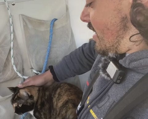 Sailing from Oregon to Hawaii after quitting his job turns a man with a cat into social media star