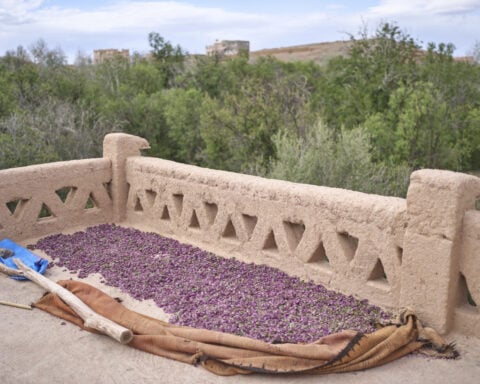 The desert blooms, roses perfume the air and a Moroccan town comes to life