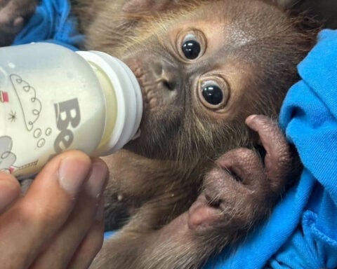 Baby orangutans rescued in Thailand